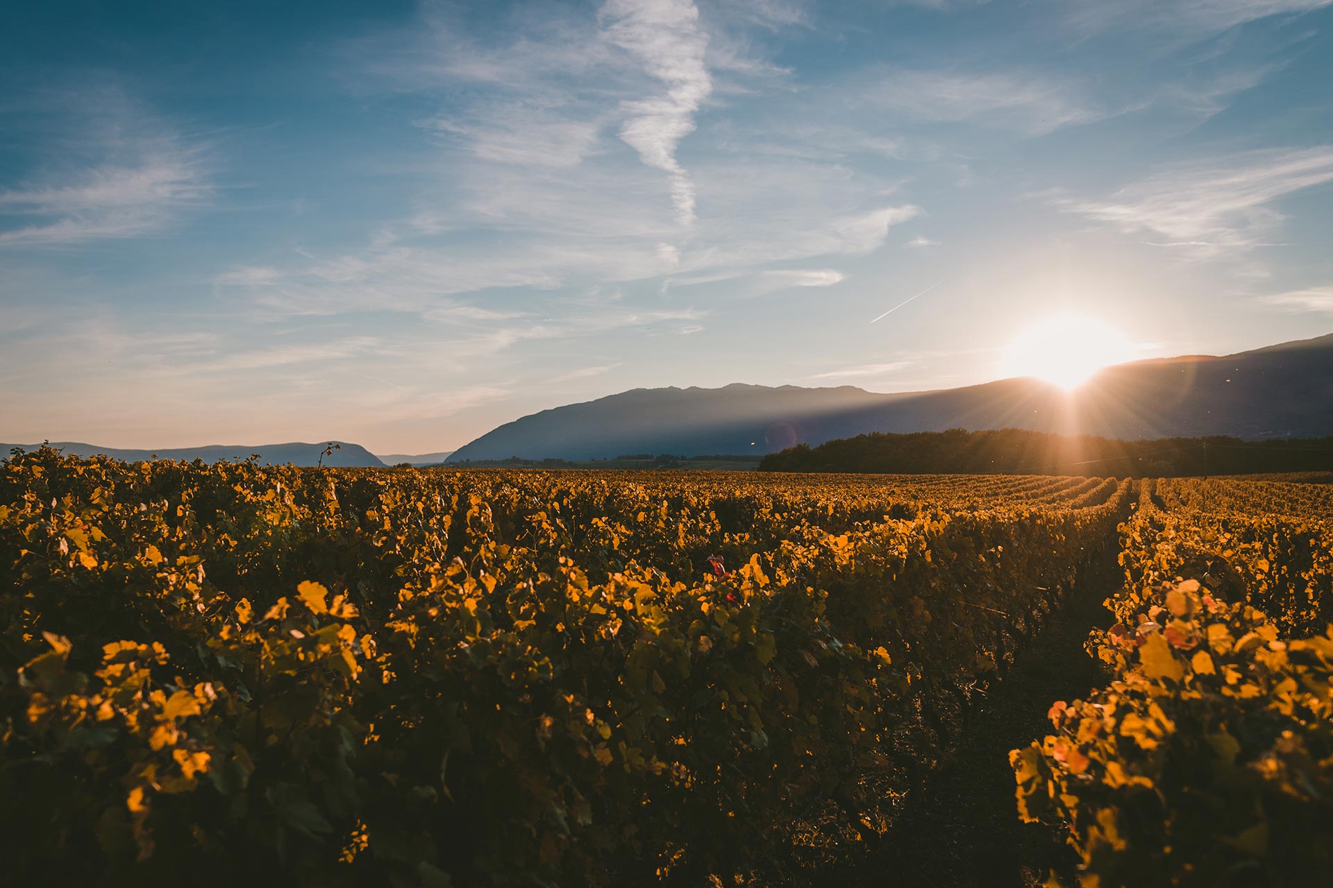 Club Cuvée, Freixenet’s first ecommerce